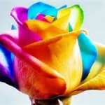 all colorful rose thCAAOMWN4